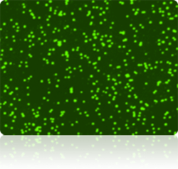 Green fluorescent live cell image