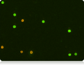 Fluorescent counted cell image