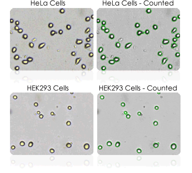 HEK293 and HeLa Cells Counted