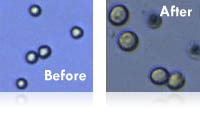 Changes in Cell Diameter