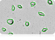 Irregular-shaped cells