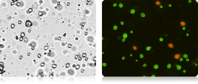 Cellometer Vision CBA - Bright Field and Fluorescent Images of Yeast