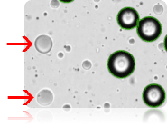Cellometer Vision CBA - Excluded Free Lipid Droplets