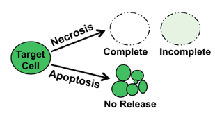 calcein-release-from-target-cells-following-necrosis-like-apoptotic-death