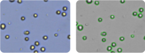 MDA-MB-231/ATCC cells