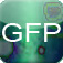GFP Transfection Efficiency