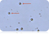 Cellometer auto T4 image showing cell size of dendritic cells