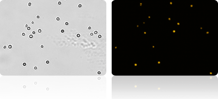 Fluorescent Viability Determination using Cellometer X2 for yeast viability and yeast viability assay
