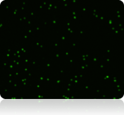 Fluorescent Analysis using Cellometer X2 for yeast viability