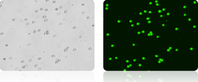 counted cell images of mouse splenocytes using Cellometer X2