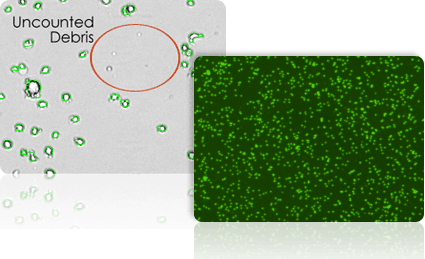 Counted cell image excludes debris using Cellometer X2 for yeast viability