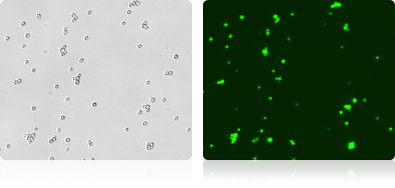 Yeast Vitality by Fluorescent Enzymatic Stain using Cellometer X2