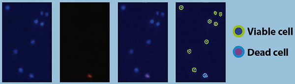 Direct cell counting CHO cell images