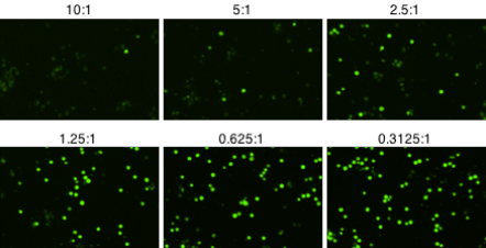 Calcein AM stained target cells