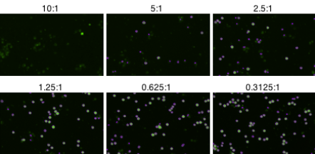 Counted fluorescent images cellular cytotoxicity