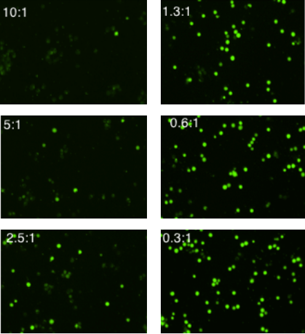 K562 cells stained with Calcein AM