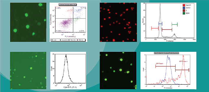 Image cytometry for fluorescent assays
