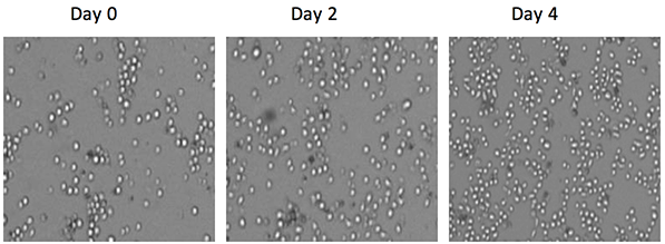 Bright field images showing cell proliferation
