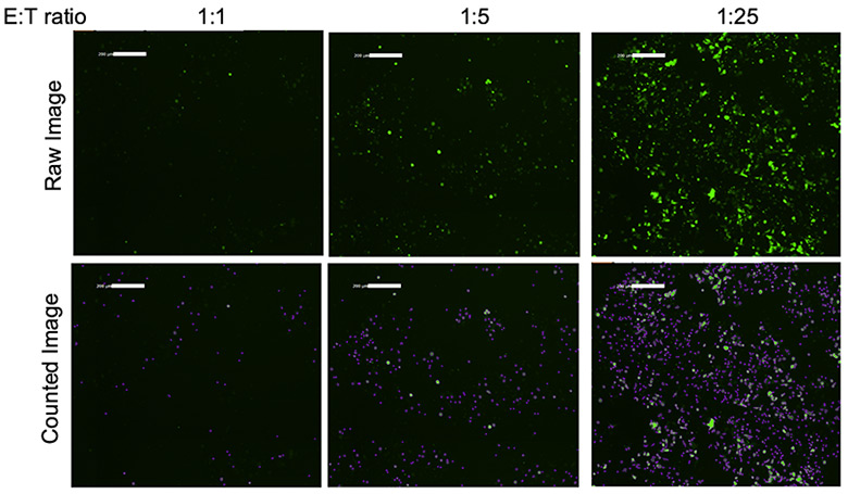 Fluorescent and counted images of target cells at different E:T ratios