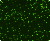 Live nucleated cells stained with Acridine Orange