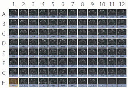 Image of direct cell counts in plate format