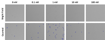 Images of dose dependent MCP-mediated chemotaxis