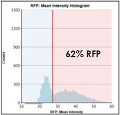 RFP Intensity Histogram 62%