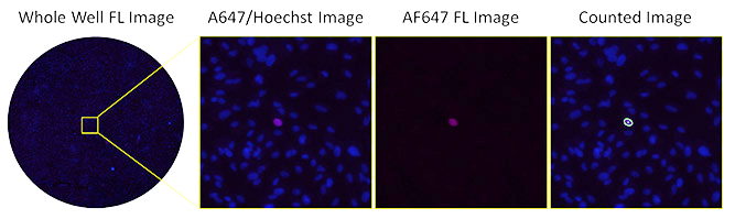 Fluorescent images of AF647-stained infected cells at high serum