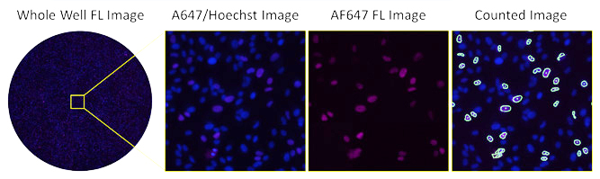 Fluorescent images of AF647-stained infected cells at low serum