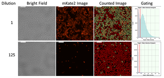 Bright field and fluorescent images of mKate2-expressing infected cells