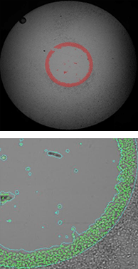 Migration of Labeled HepG2 Cells at 0hrs