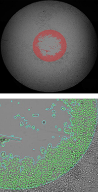 Migration of Labeled HepG2 Cells at 24 hrs