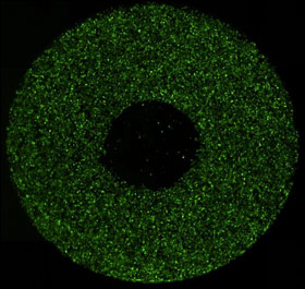 whole well image Migration of GFP-Labeled Cells