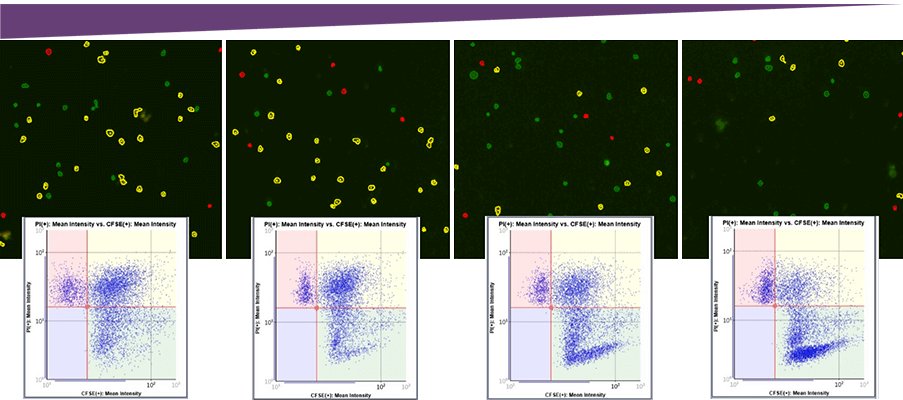 Celigo target cell images and corresponding gating