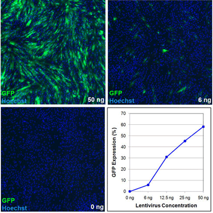 Images and Analysis of Transduced Human Foreskin Fibroblasts