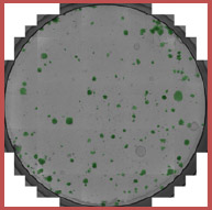 whole-well image counted colonies siRNA