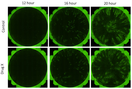 Fluorescent whole well images of time-dependent viral infection spread