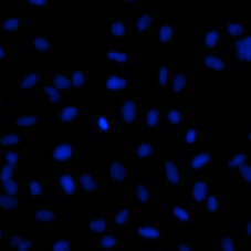 DAPI Cell Image
