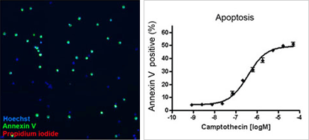 Image of Apoptotic Jurkat Cells & Concentration Response Curve