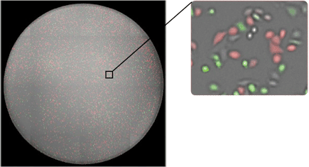 Whole-well view GFP/RFP transfection with HeLa cells in a 96-well plate