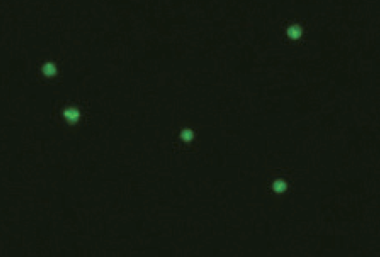 Stained AO positive cells