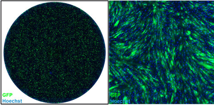Live whole-well (12-well plate; left) and zoomed images (right) of human foreskin fibroblasts transduced with a GFP lentivirus.