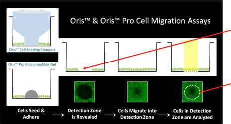 Oris Cell Migration Assays