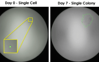 single cell sorting