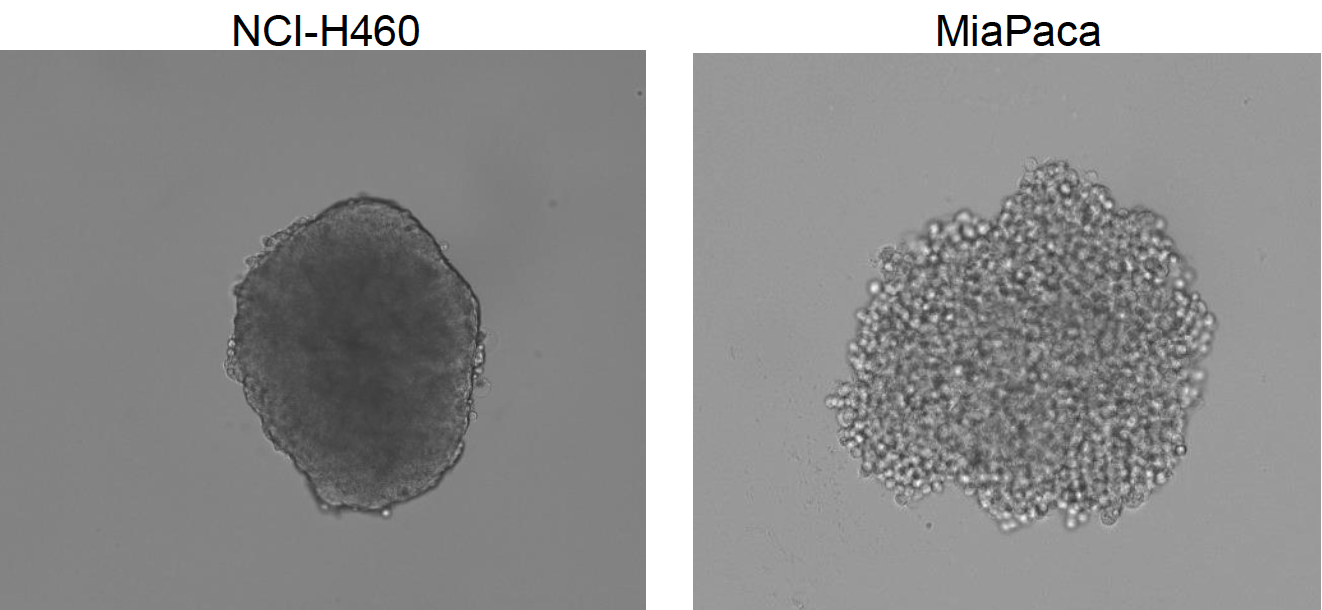 Celigo captured representative bright field images of non-drug treated NCI-H460 and MiaPaca multicellular tumor spheroids at normoxic condition on day 0 