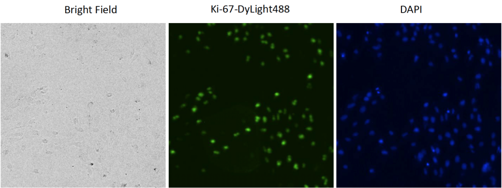 celigo bright field fluorescent cell images