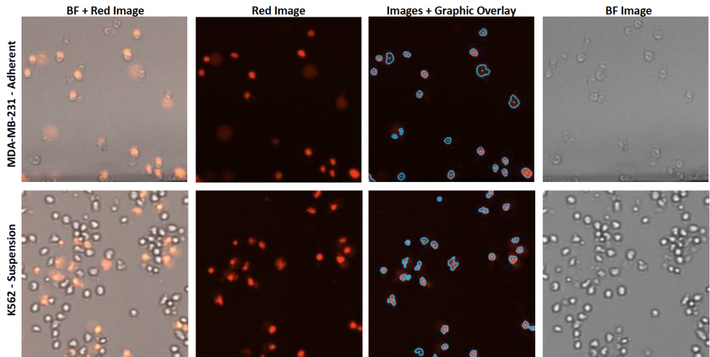 cell images of drug treated cells 
