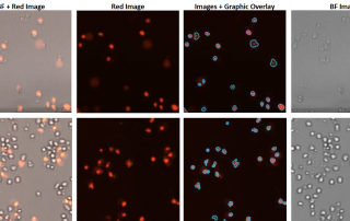 cell images of drug treated cells