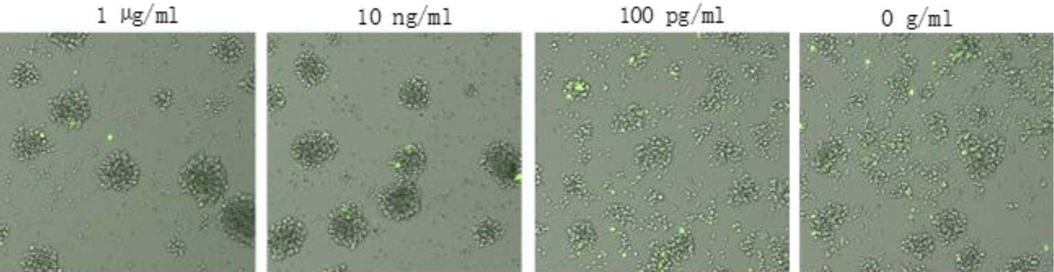 immune complex clusters antibody dosages