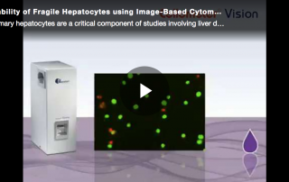 Hepatocyte video